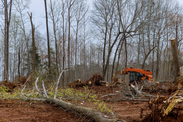 Trusted Bellaire, OH Tree Services Experts